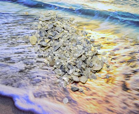 Magical, meaningful items you can't find anywhere else. Back in stock in my #etsy shop: Oyster Shells - Hermit Crab Food, Hermit Crab, Hermit Crabs ...