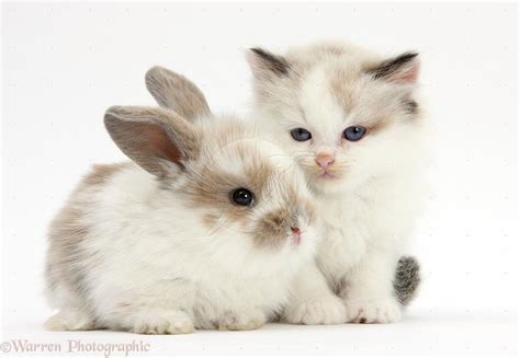 Cats Kittens Bunnies Baby Animals Cute Baby Bunnies Kitten