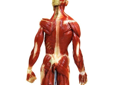 This muscle is located in the back and is a deep muscle too. Muscle Models