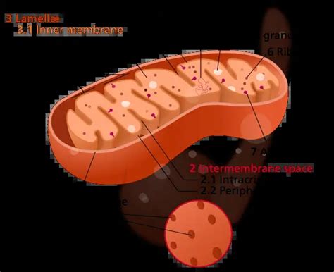 What Is The Function Of Mitochondria 10 Important Points
