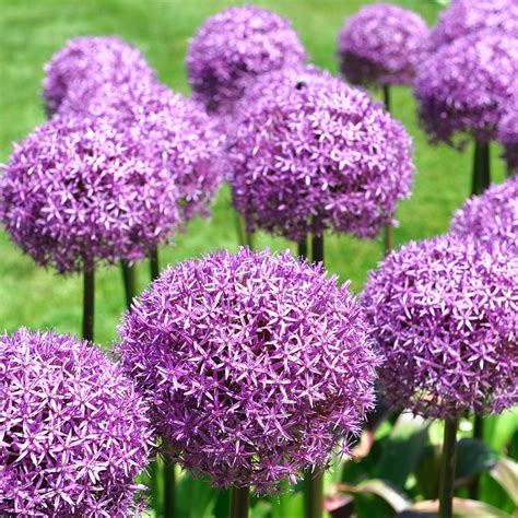 Allium Purple Sensation Ail D Ornement Bulbes Calibre