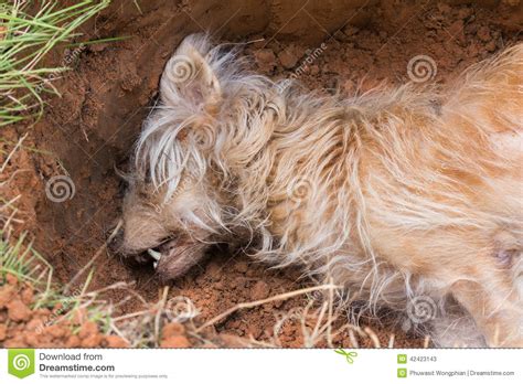 Search through thousands of sapsali dogs adverts in the usa and europe at animalssale.com. Dead dog in grave stock image. Image of body, wildlife ...