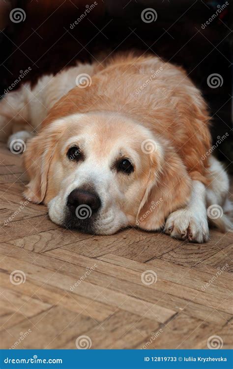 Sad Golden Retriever Lying On The Floor Stock Image Image Of Animal