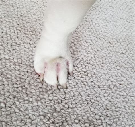 Front Paw Is Swollen Between His Toes He Is Not Limping But Is Licking