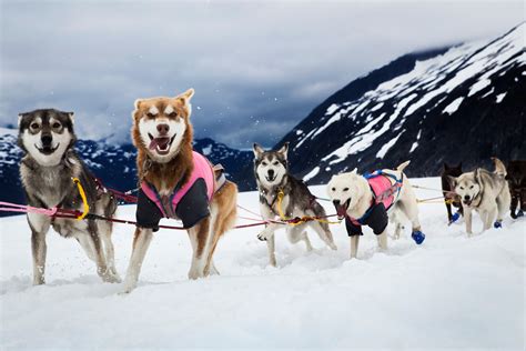 Tromsø Husky Sled Self Drive With Traditional Lunch Getyourguide