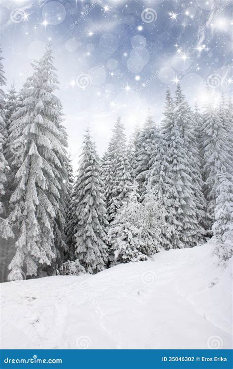 Christmas Background With Stars And Snowy Fir Trees Stock Photo Image