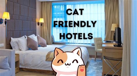 Hotels That Allow Cats The Most Cat Friendly Hotel Chains