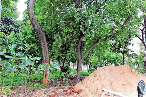 karnataka to clear 1 700 acres for sandalwood to counter oz threat
