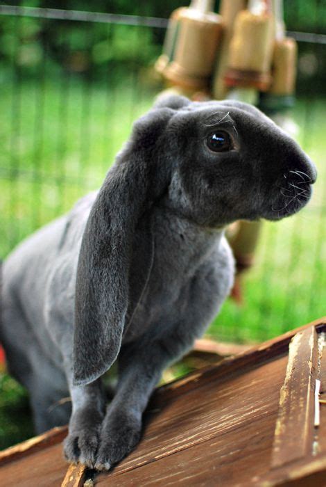 Blue Velveteen Lop Pet Bunny Cute Babies Rabbit Breeds Baby Animals