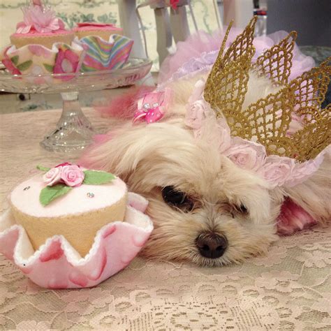 Birthday Princess Pink Pup Minty Turns 3 Maltipoo Pink Dog Maltise