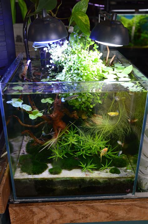 Najas grass, or guppy grass, is an excellent grass for breeding tanks and fry nurseries. Nano Tanks are fantastic! | Fish tank plants, Aquarium ...