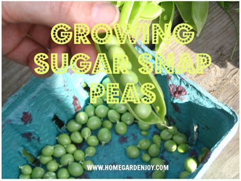 Growing Sugar Snap Peas Home Garden Joy