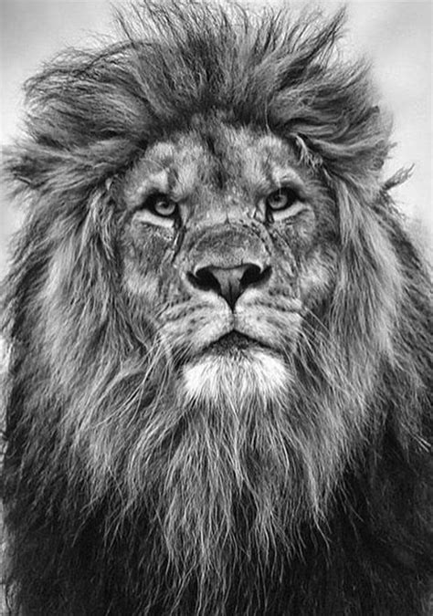 Lions Love Lion Photography Lion Tattoo Lion Pictures