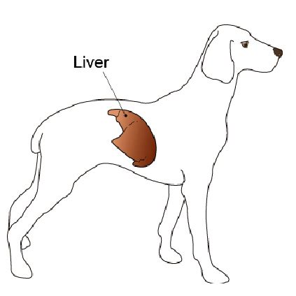 The liver may also suffer physical damage. Nutrition for Dogs with Liver Disease | VCA Animal Hospital