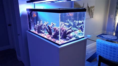 40 Gallon Reef Tank Ph