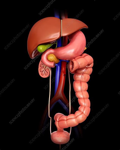 Find the perfect internal organs stock illustrations from getty images. Human internal organs, illustration - Stock Image - F012 ...