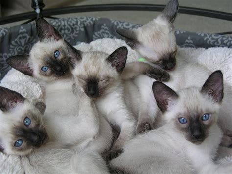 The importance of siamese kittens for sale near meif you like reading and like cats you will receive a laugh out of these. Carolina Blues Cattery - Nursery