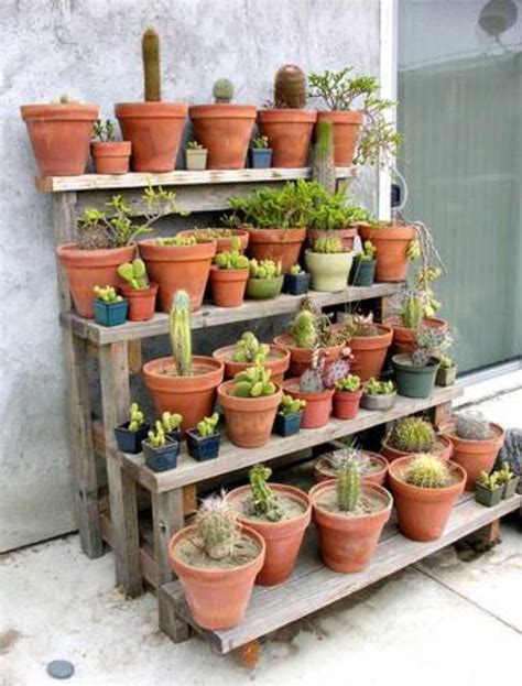 Mini Serre De Jardin Cactus Unique Design