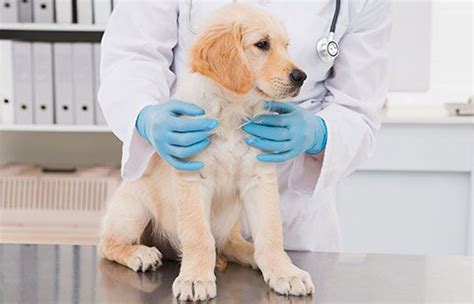 Find animal hospitals, mobile/house call veterinary services and veterinarians in stockton, ca that provide highest quality medical care for dogs, cats and other small animals. Services - Vet in Lakewood | Stockton Pet Hospital