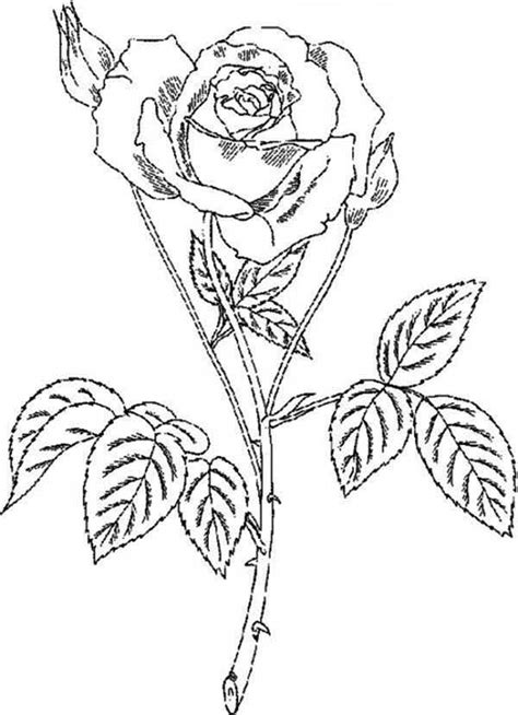 Here are some rose coloring pages printable free for your little artists. Amazingly Beautiful Rose Coloring Page - Download & Print ...