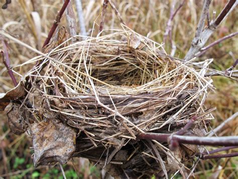 Blue Jay Barrens Bird Nests In The Field