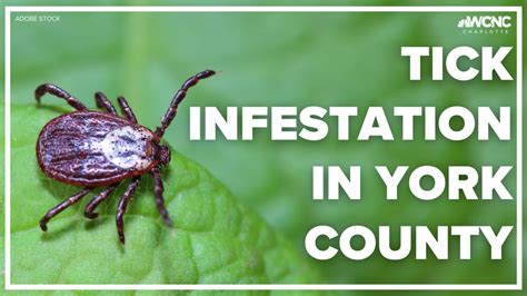 Dhec Asian Longhorned Tick Infestation Found In York County Sc