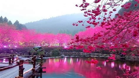 Japanese Cherry Blossom Garden Wallpaper Phone For HD Wallpaper Desktop Px KB