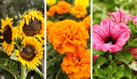 10 Of The Easiest Annual Flowers To Grow From Seed