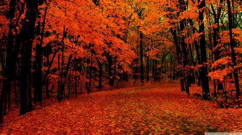 2560x1440 Fall Wallpapers Top Free 2560x1440 Fall Backgrounds Wallpaperaccess
