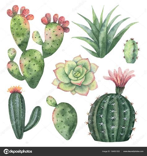 Watercolor Vector Set Of Cacti And Succulent Plants Isolated On White