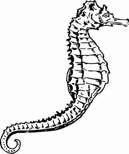 Seahorse Coloring Pages Drawing Realistic Peacock Sea