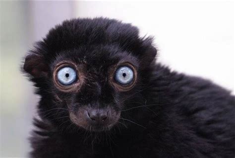 21 Best Animals With Big Eyes Images On Pinterest Big Eyes Bigger