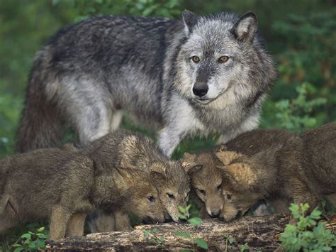 Fierce Animal Moms Who Will Stop At Nothing To Protect Their Babies