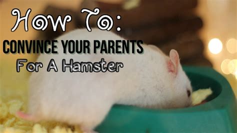 How To Convince You Parents For A Hamster Youtube
