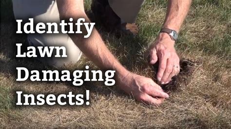 Identifying Lawn Damaging Insects L Expert Lawn Care Tips Youtube