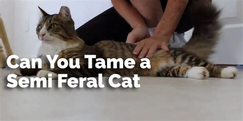 How To Get A Semi Feral Cat In A Carrier