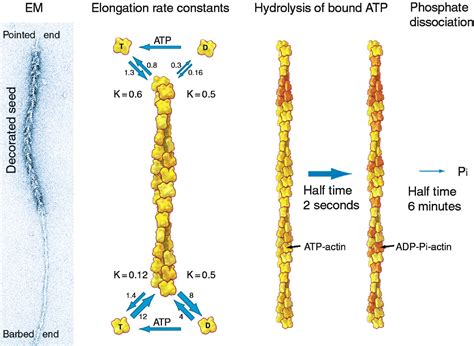 Cellular Motility Driven By Assembly And Disassembly Of Actin Filaments