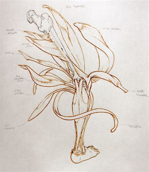 Mau Vasconcellos Upper Leg Anatomy Dissection