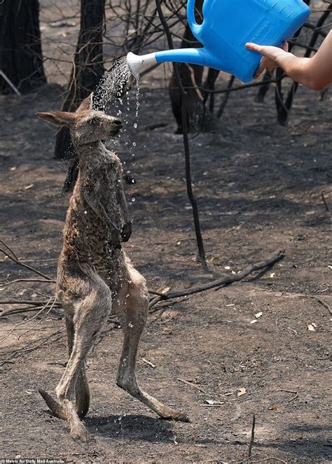 Shocking Photos Show Devastating Aftermath Of NSW Bushfires
