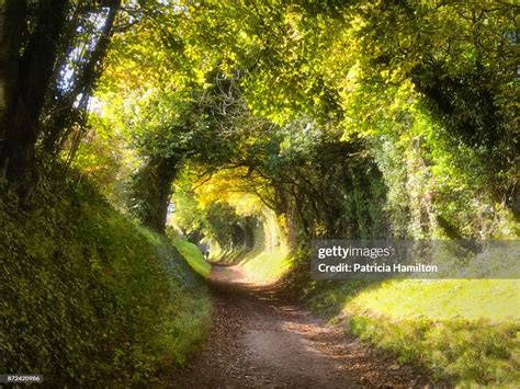 Halnaker Tree Tunnel West Sussex High Res Stock Photo Getty Images