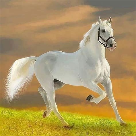 white horse horses white horses horse wallpaper