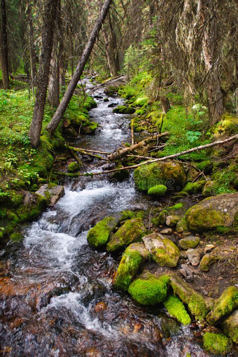 Forest Stream Stock Photo Image Of Environment Alberta 36321858