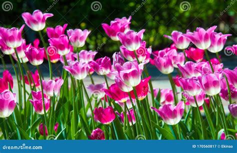 Tulips A Bulbous Spring Flowering Plant With Boldly Colored Cup Shaped