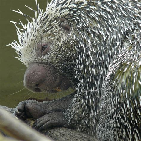 Prehensile Tailed Porcupine Calgary Zoo Nancy Chow Flickr