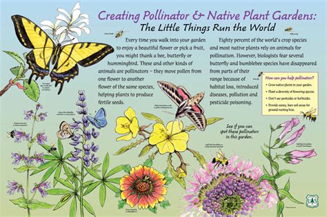Learn About Pollinators Broadlands Naturally