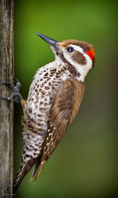 Feather Tailed Stories: Arizona Woodpecker