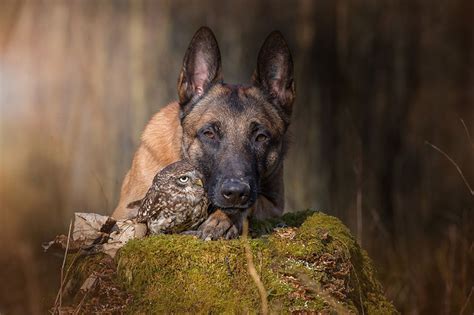 The Unlikely Friendship Of A Dog And An Owl Mans Best Friends