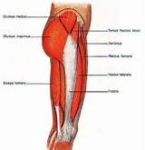 Images of Thigh Muscle Exercise
