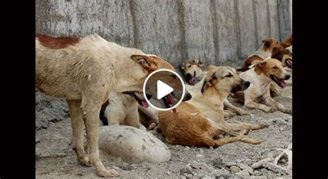 ویدیو حمله سگ های وحشی به یک مرد هندی Rariananews