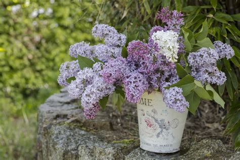 15 Beautiful Lilac Varieties